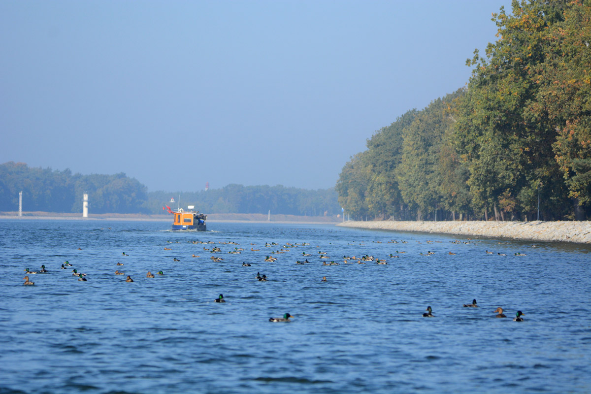  Monitoring przyrodniczy na torze wodnym Świnoujście – Szczecin